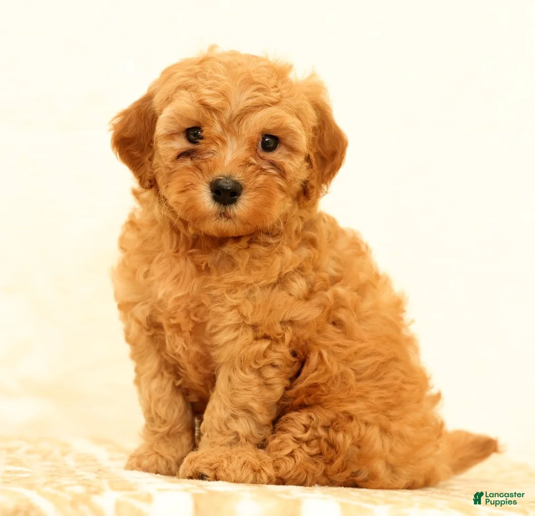 Mini Goldendoodle dogs for sale: Lance - Ad 1