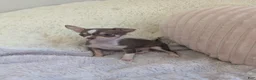 Chihuahua dogs for sale: Tiny  - Ad 7