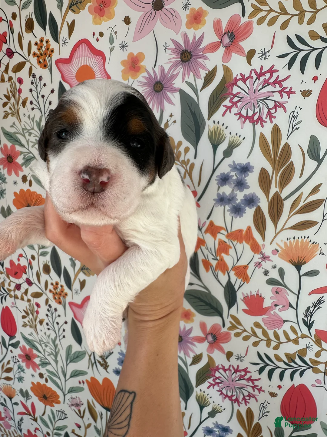 Bernedoodle dogs for sale: Froggy - Ad 2