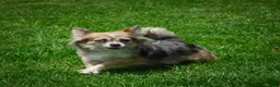 Chihuahua dogs for sale: Precious - Ad 15