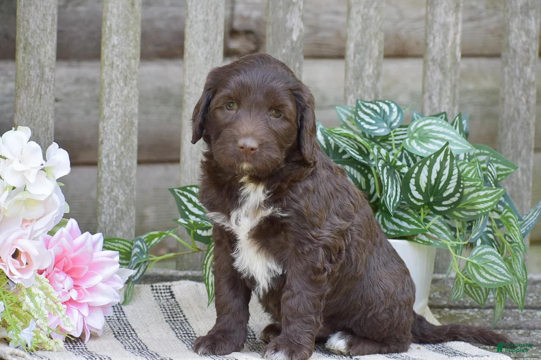 Portuguese Water Dog dogs for sale: Megan - Ad 1