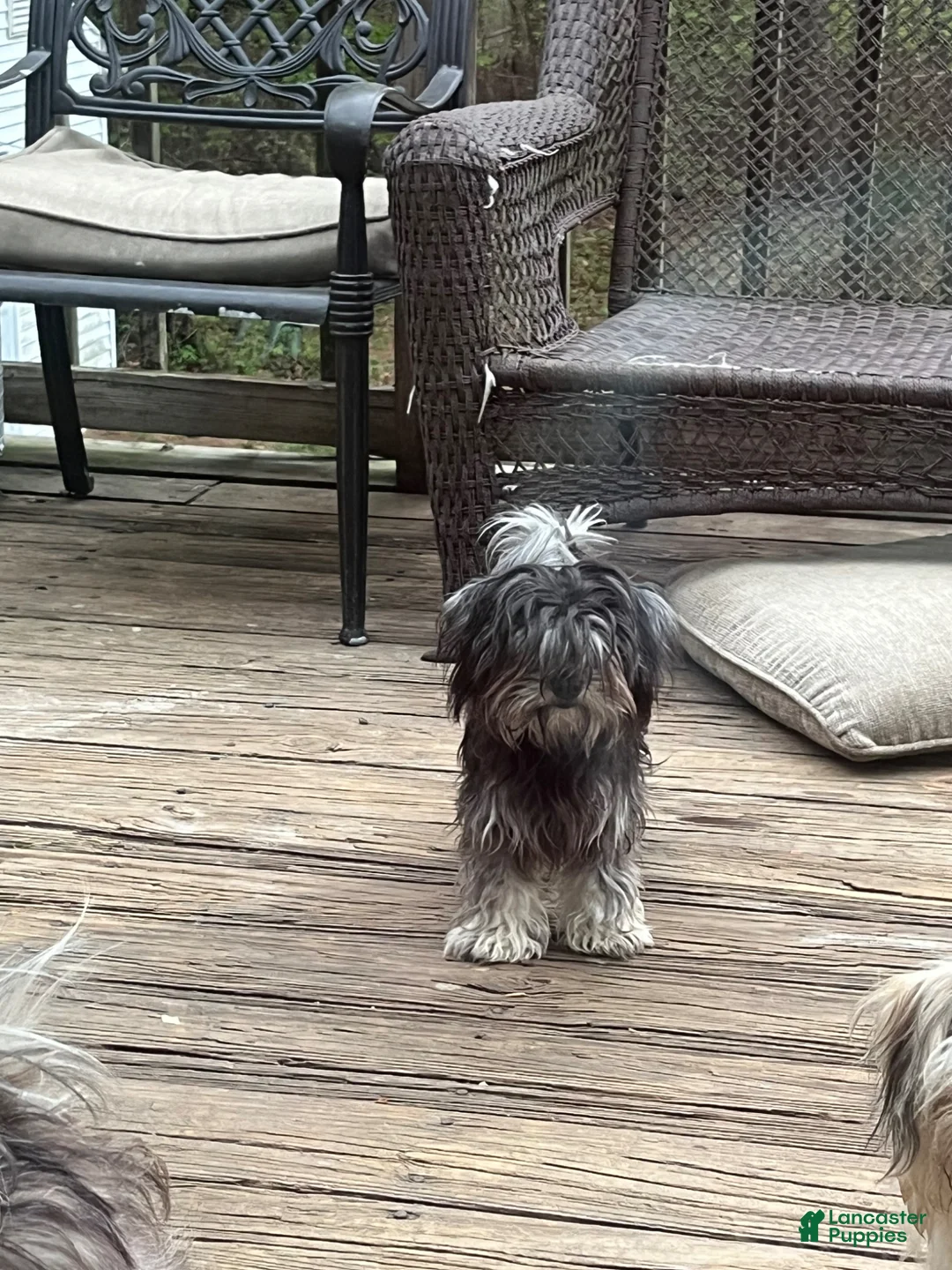 Maltipoo dogs for sale: Maltipoo Puppy 1 - Ad 1