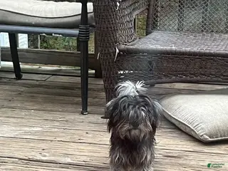 Maltipoo dogs Maltipoo Puppy 1 - Ad 40