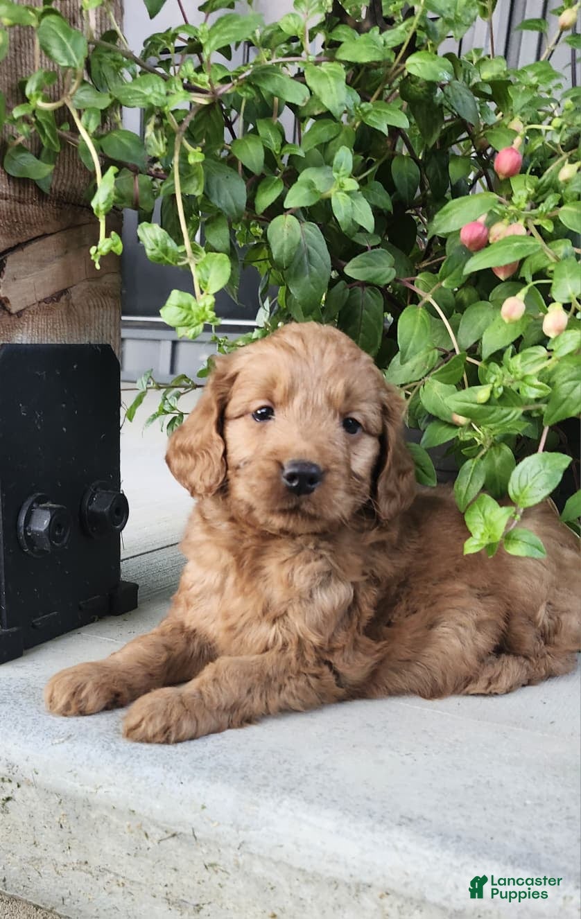 Mini Goldendoodle dogs Mini Goldendoodle 1 - Ad 1