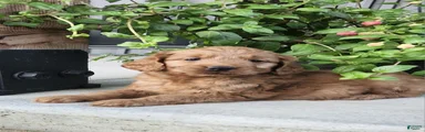 Mini Goldendoodle 1