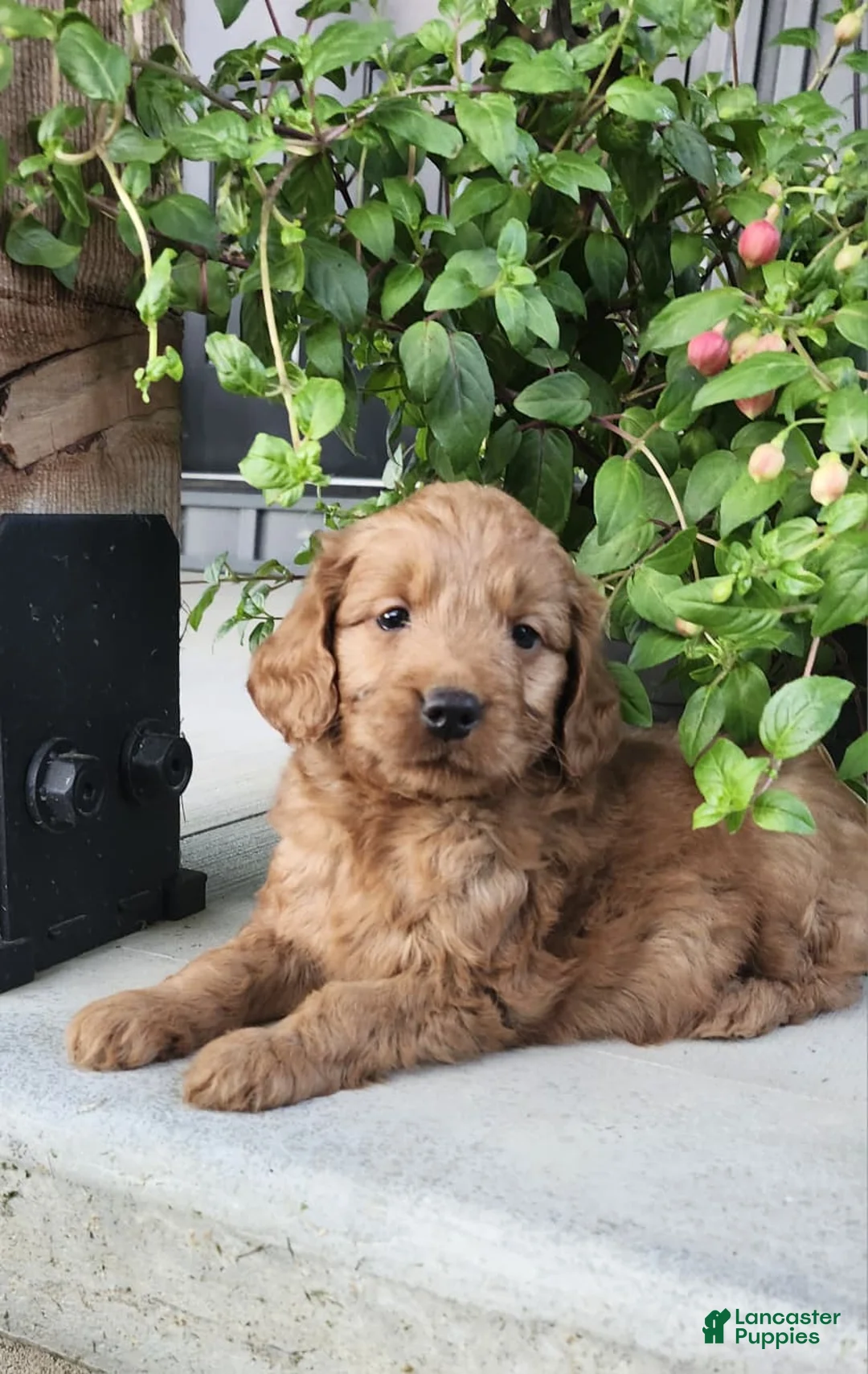 Mini Goldendoodle dogs for sale: Mini Goldendoodle 1 - Ad 1