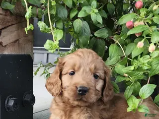Mini Goldendoodle dogs for sale: Mini Goldendoodle 1 - Ad 2