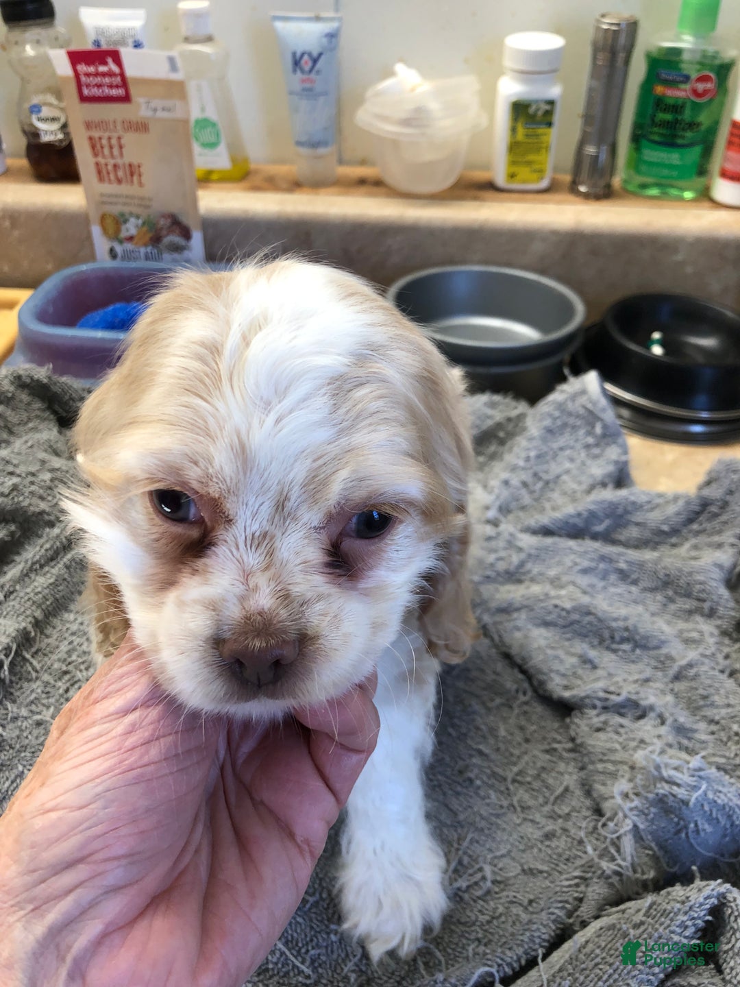 Cocker Spaniel dogs for sale: Vet checked perfect  - Ad 15