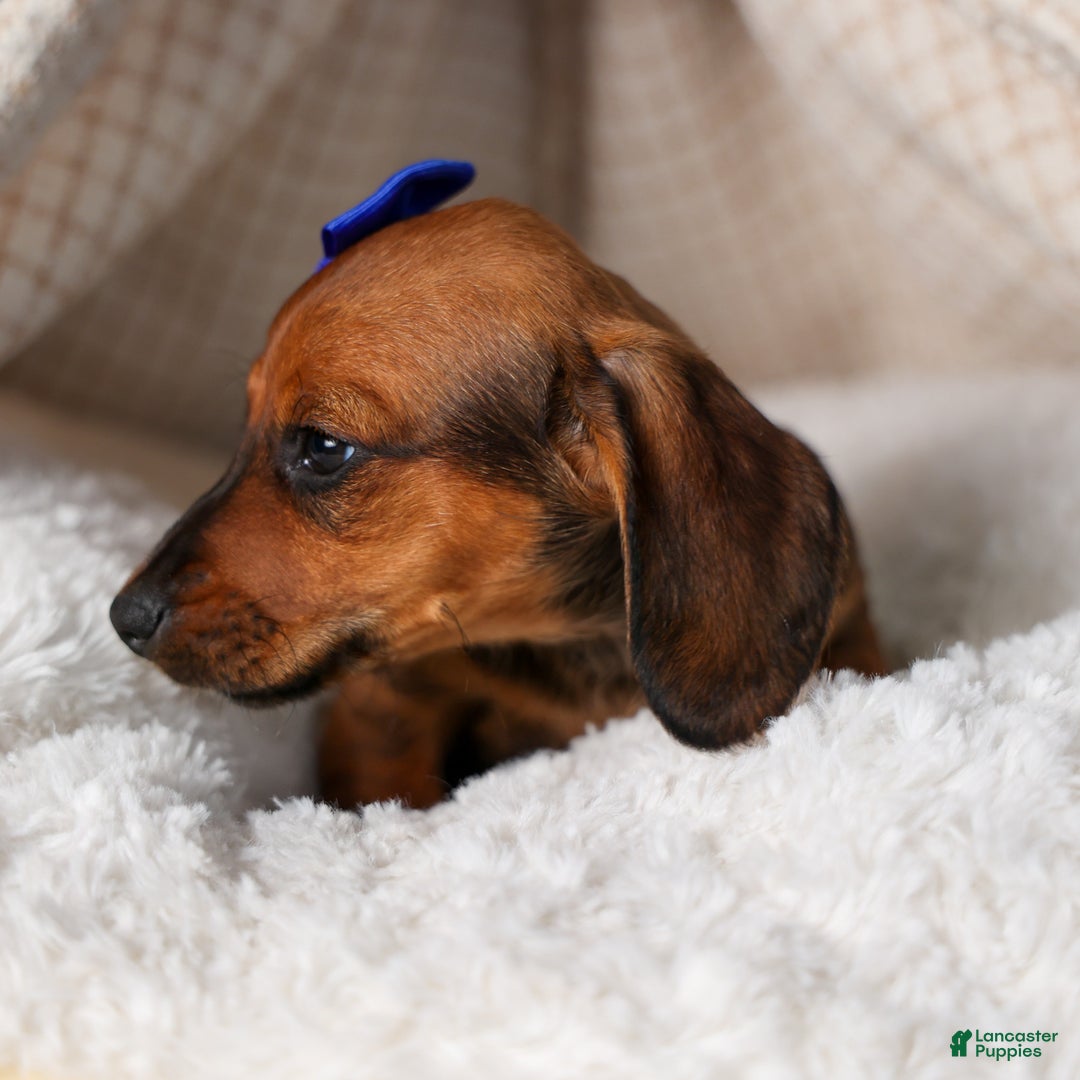 Miniature Dachshund dogs for sale: Cody - Ad 13