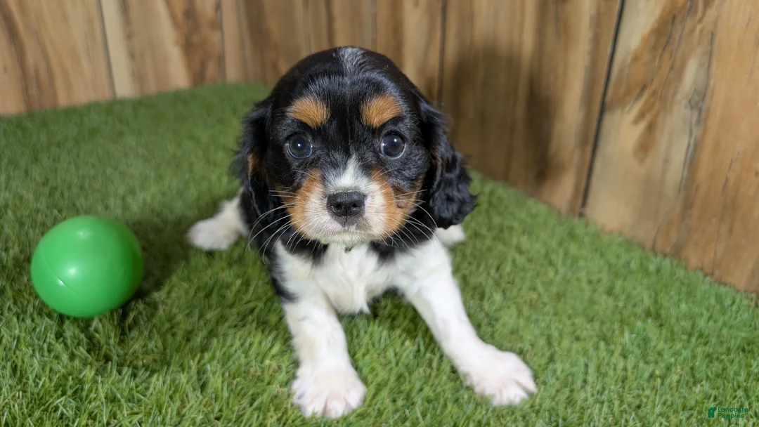 Cavalier King Charles Spaniel dogs for sale: Bessie Boy 2 - Ad 1