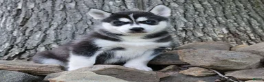 Carlos