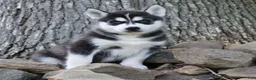 Siberian Husky dogs for sale: Carlos - Ad 1