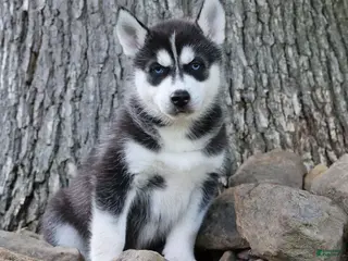 Siberian Husky dogs for sale: Carlos - Ad 2