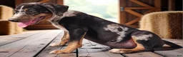 Catahoula Leopard Dog dogs for sale: Bug 2026 Male 3 - Ad 4