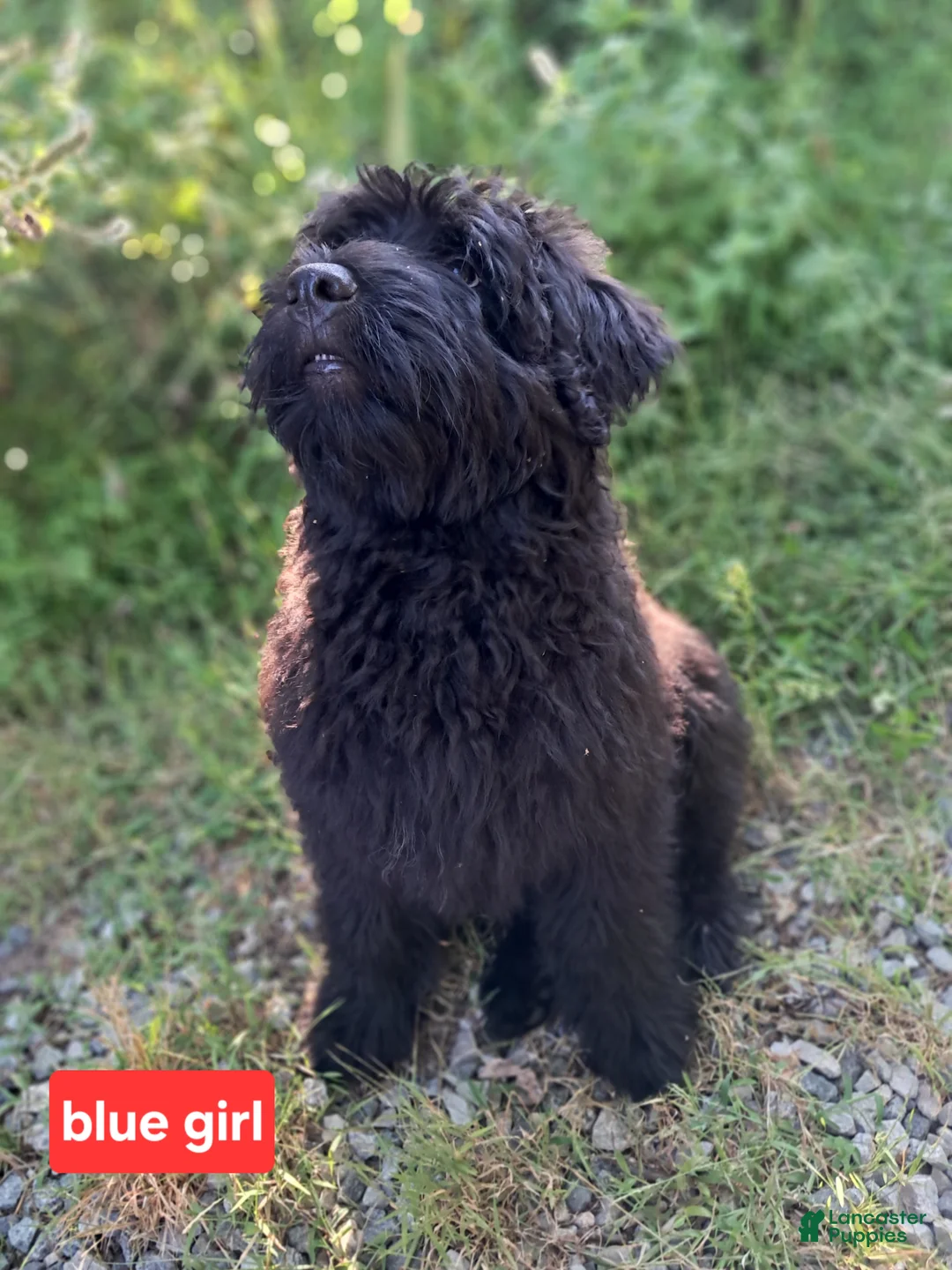 Bouvier Des Flandres dogs for sale: Bouvier Des Flandres 4 - Ad 2