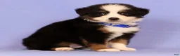 Miniature Australian Shepherd dogs for sale: Danny - Ad 4