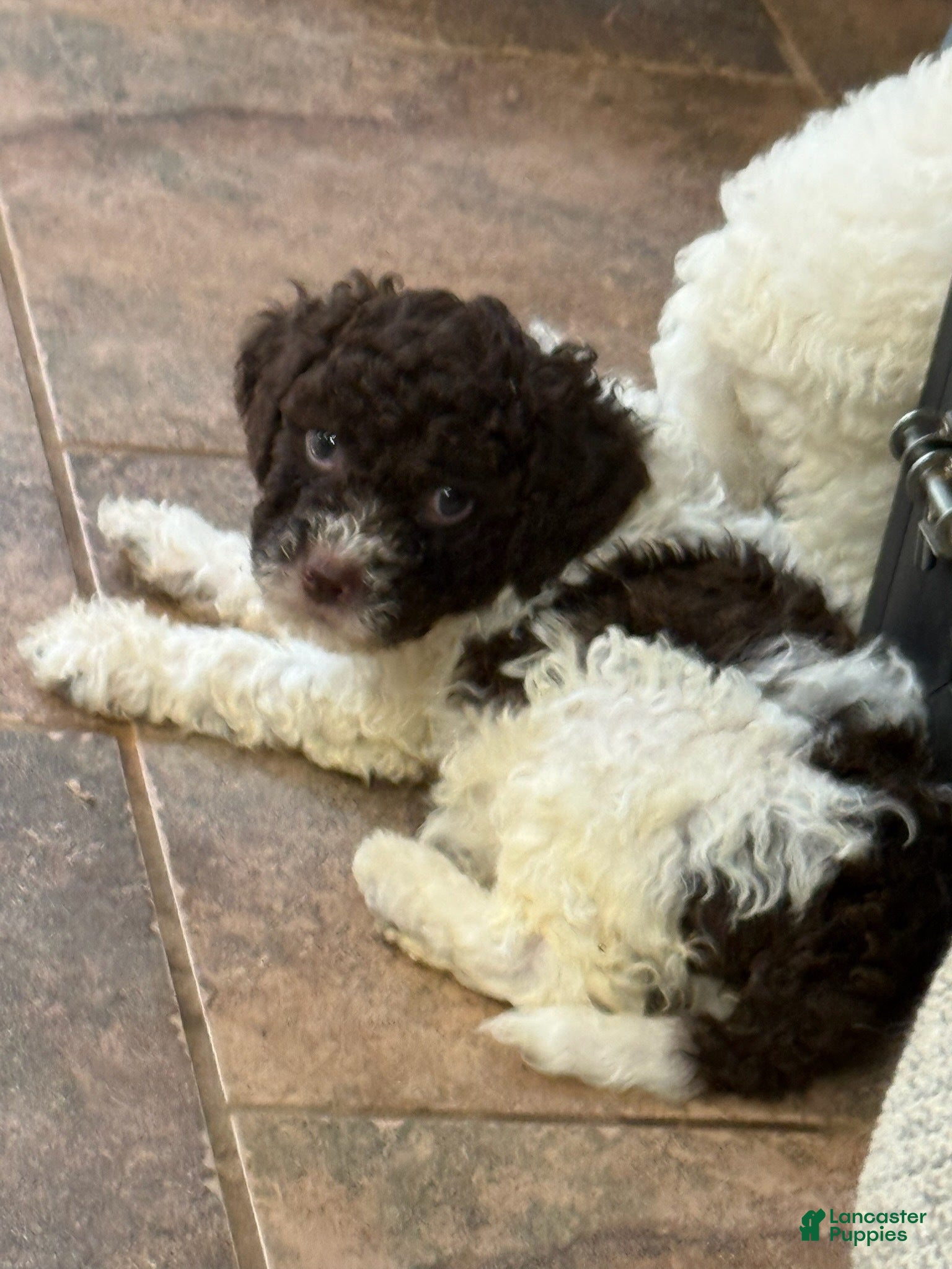 Lagotto Romagnolo dogs Light Green Collar - Ad 38