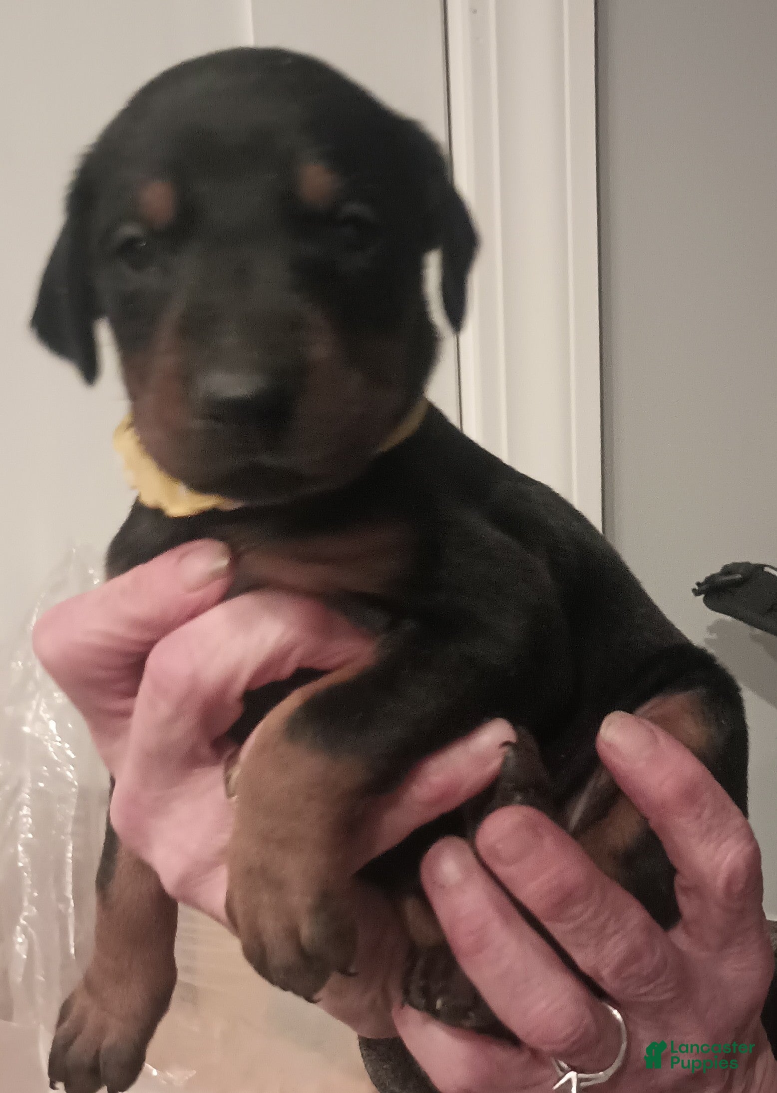 Doberman Pinscher dogs Juliet  - Ad 39