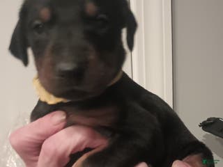 Doberman Pinscher dogs Juliet - Ad 39