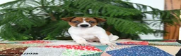 Jack Russell Terrier dogs for sale: Bouncy - Ad 3