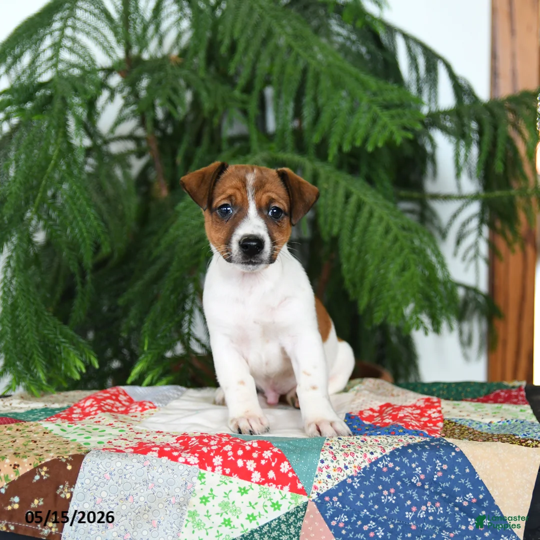 Jack Russell Terrier dogs for sale: Bouncy - Ad 3
