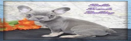 French Bulldog dogs for sale: Bella - Ad 1