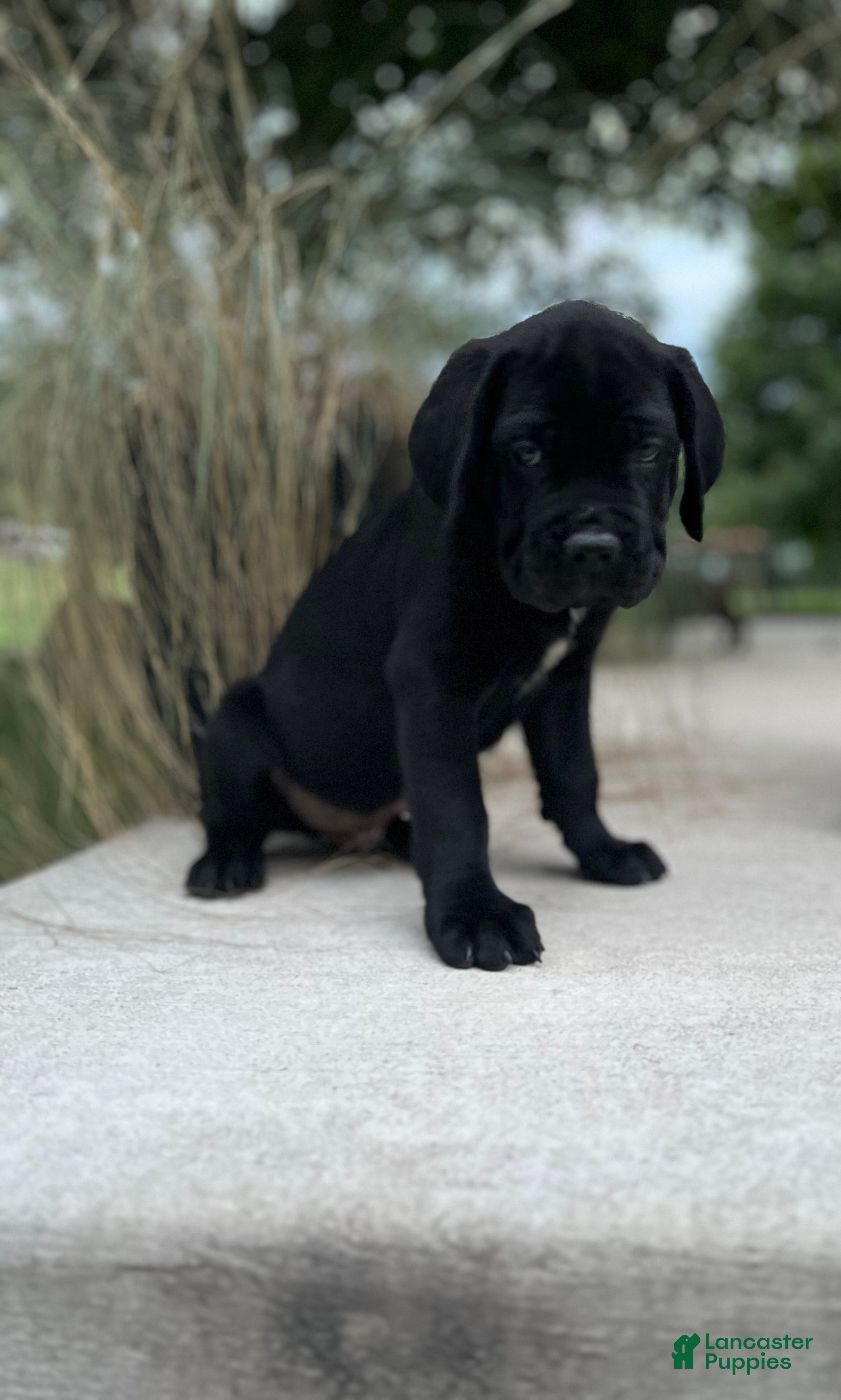 Cane Corso dogs Bow Wow 676 - Ad 29