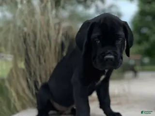Cane Corso dogs Bow Wow 676 - Ad 29
