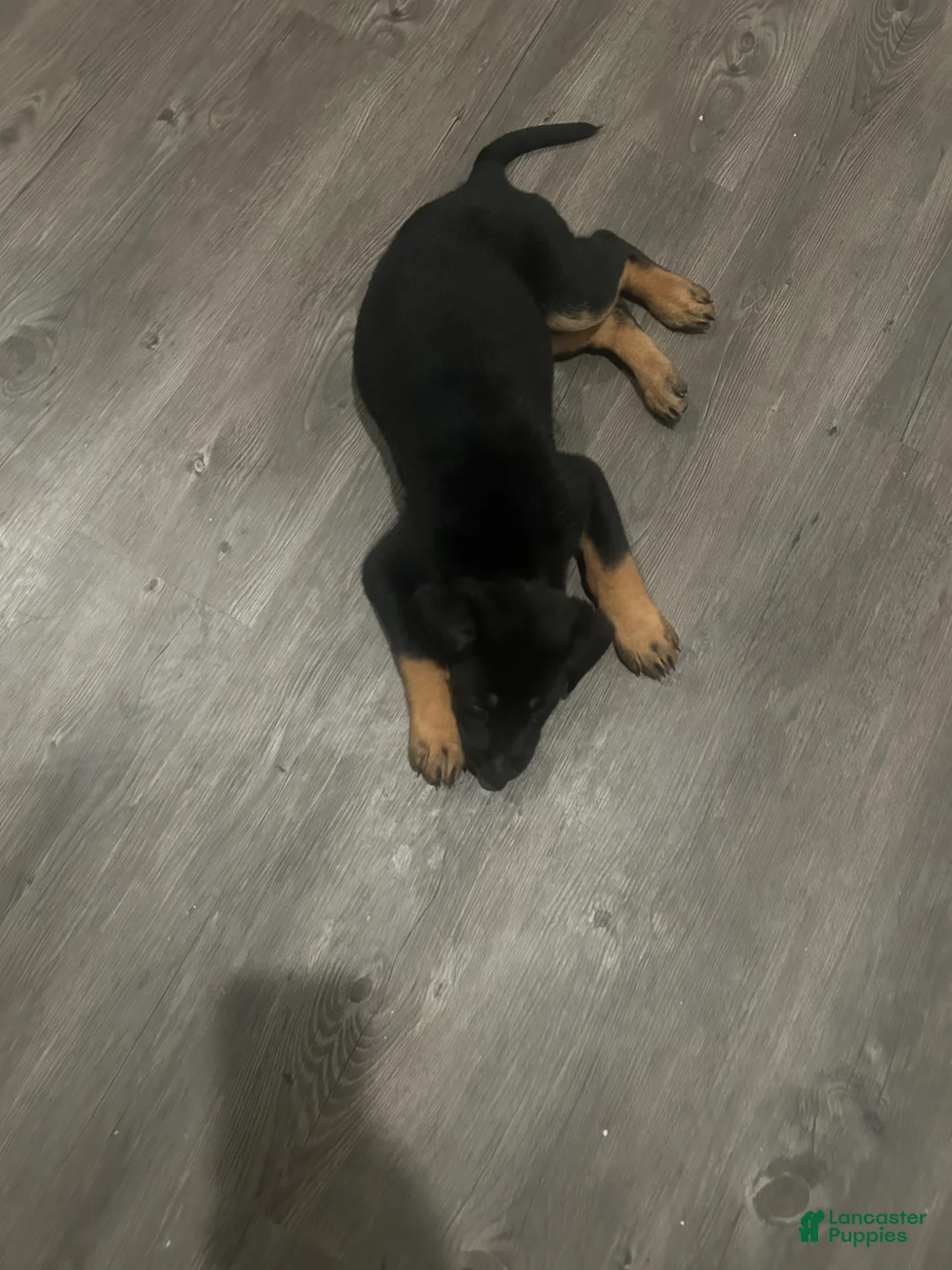 Mixed Breed dogs for sale: Mixed Breed Puppy 1 - Ad 5