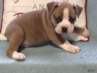 Olde English Bulldogge dogs - Ad 6