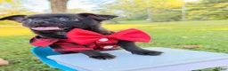 Chihuahua dogs for sale: Chihuahua 3 - Ad 3