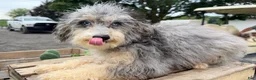 Mini Bernedoodle dogs for sale: Cheddar - Ad 3