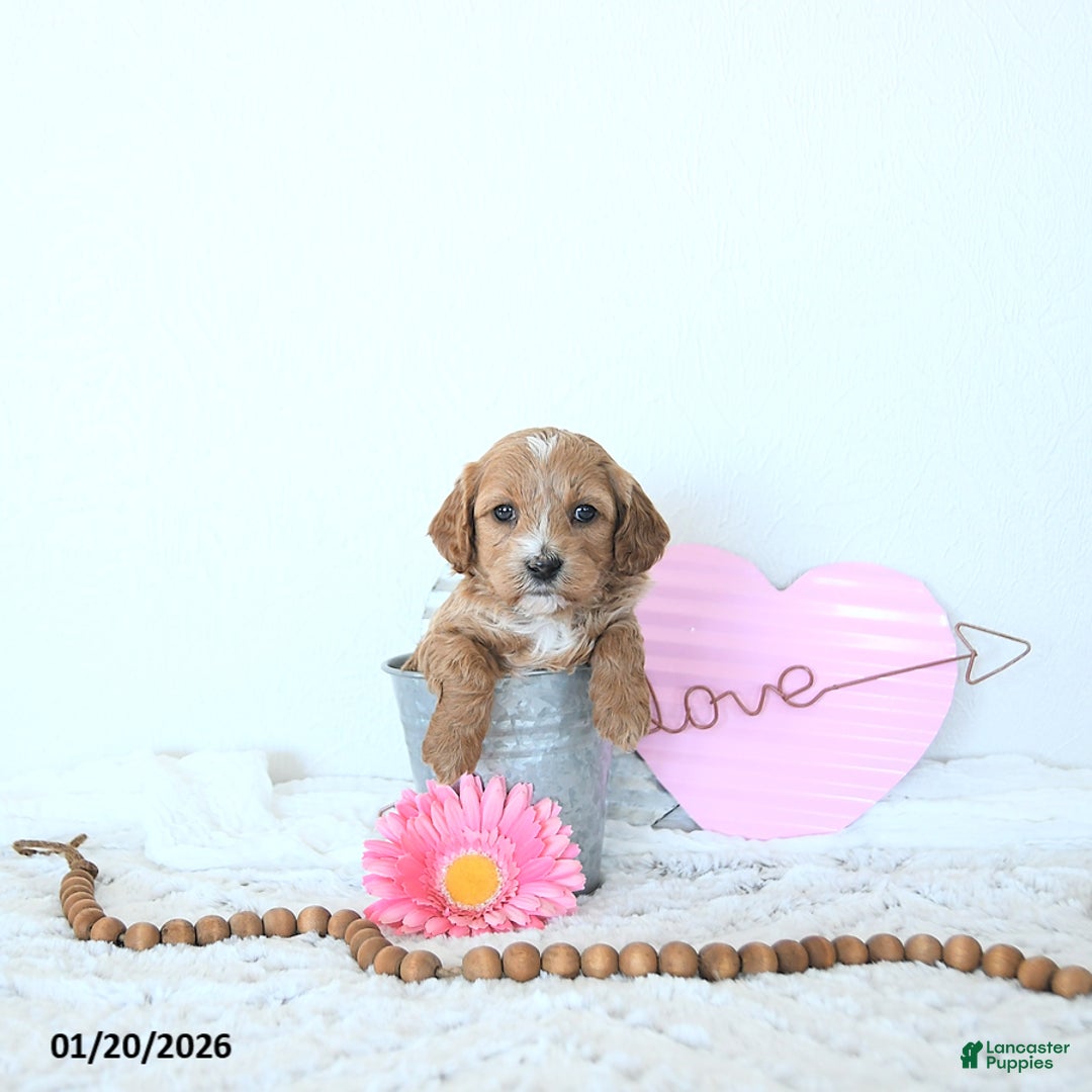 Mini Goldendoodle dogs for sale: Mia  - Ad 4