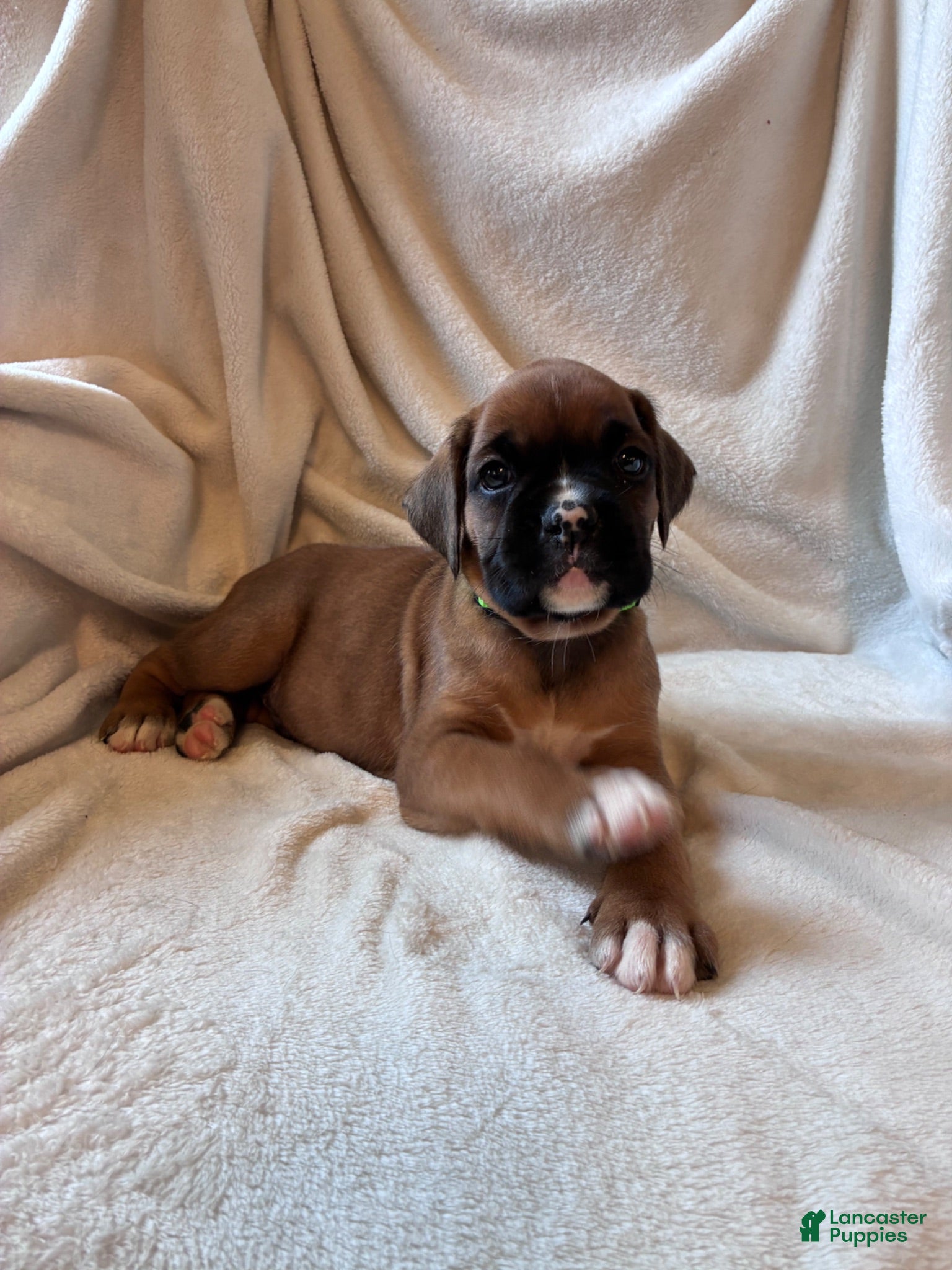 Boxer dogs Roscoe  - Ad 2