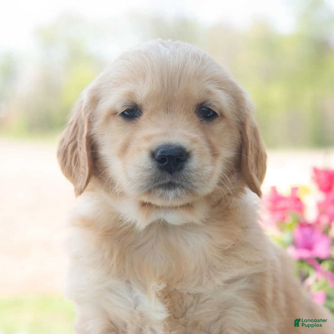 Golden Retriever dogs for sale: Meadow - Ad 1