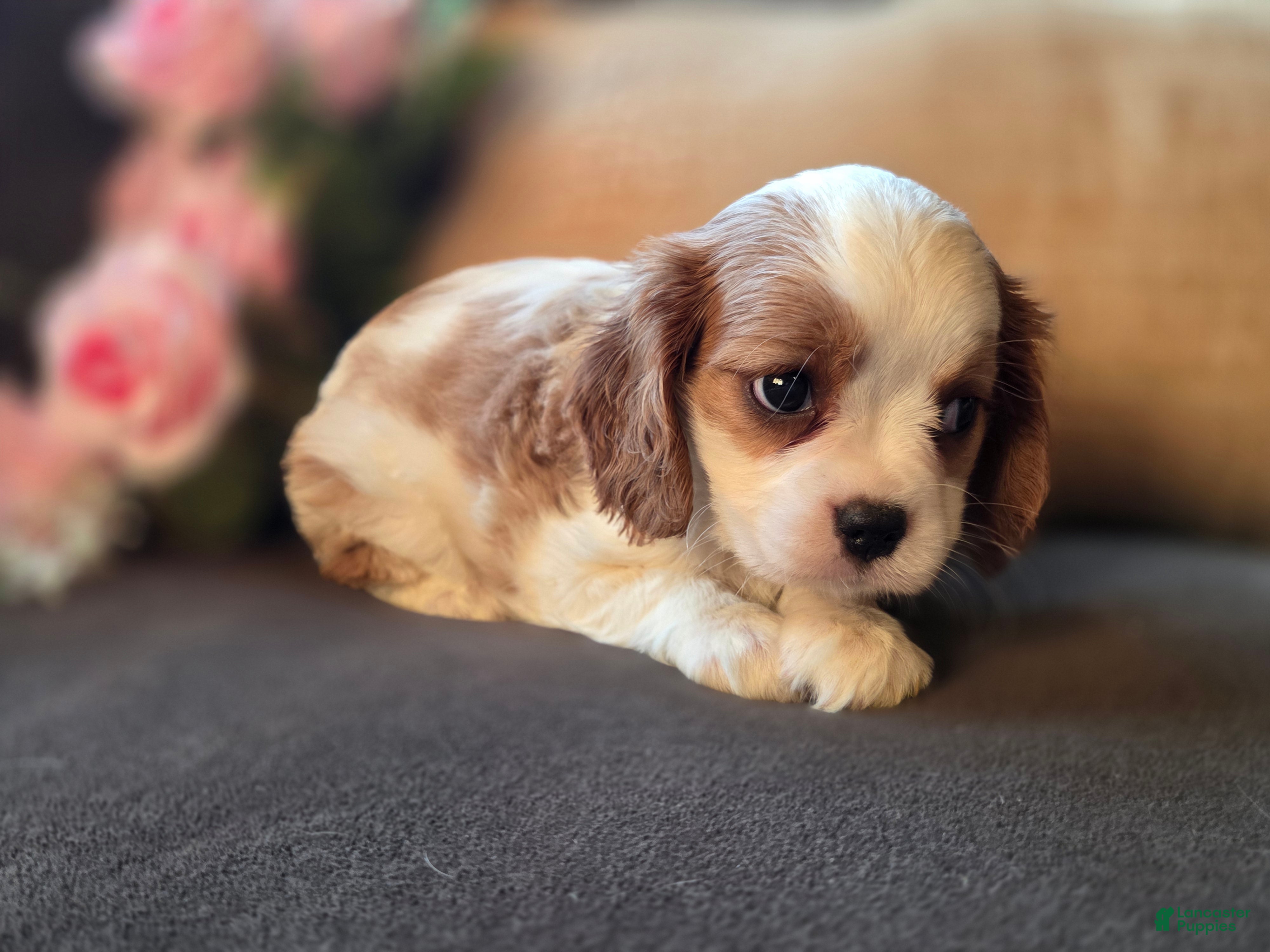 Cavalier King Charles Spaniel dogs Daphne - Ad 2