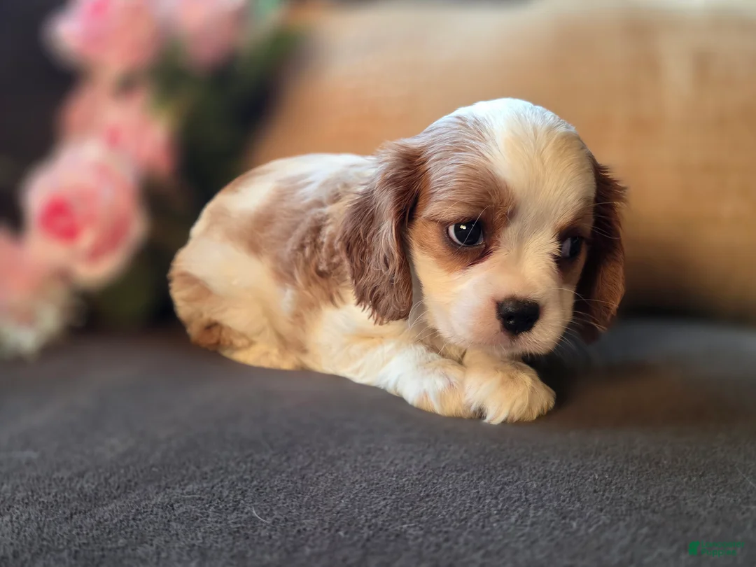 Cavalier King Charles Spaniel dogs for sale: Daphne - Ad 2