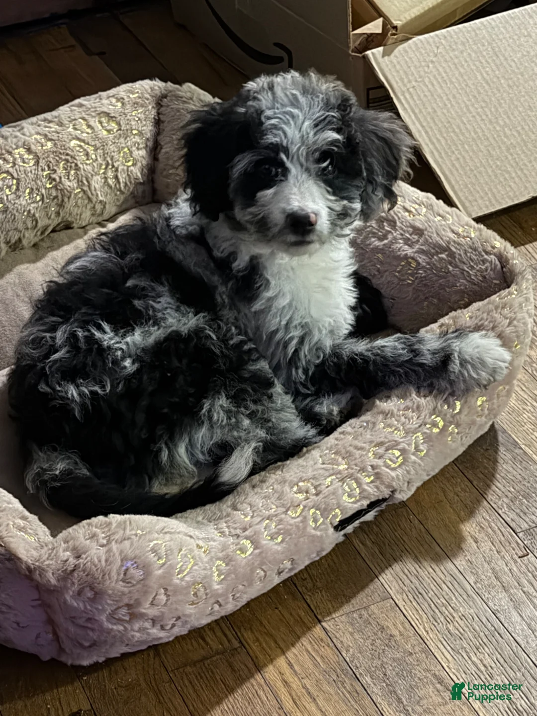 Gallery Image {{count}}