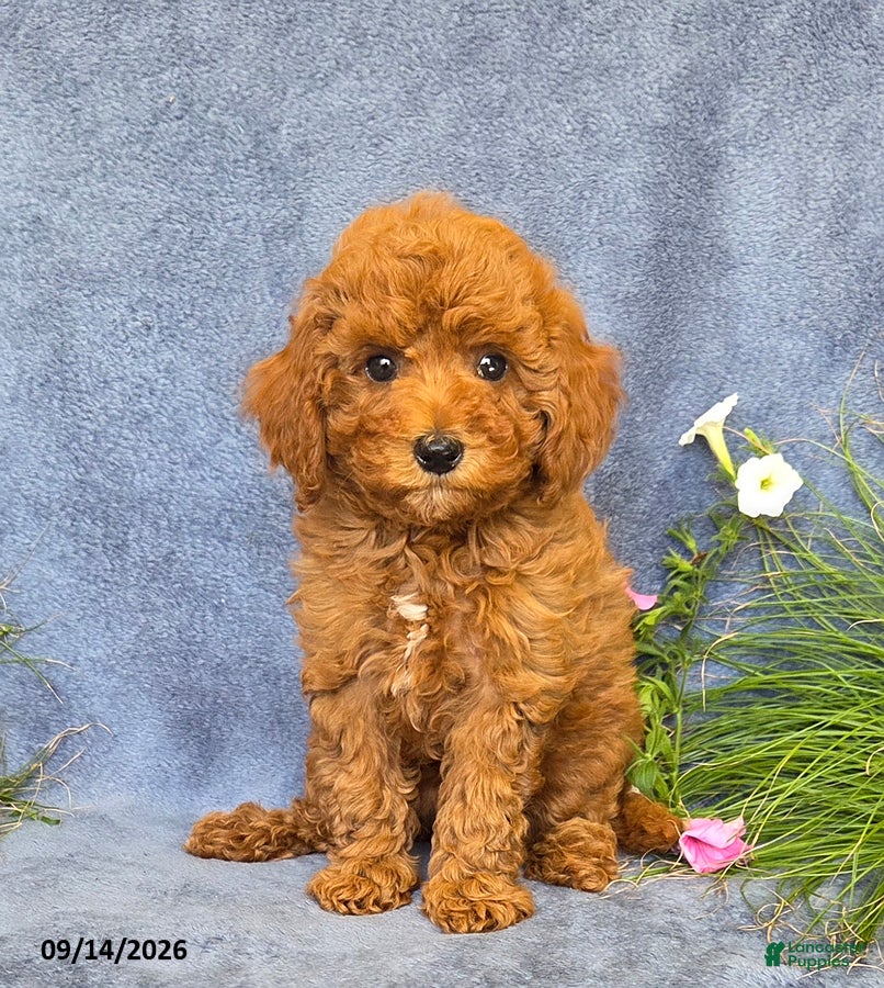 Cavapoo dogs Trixie - Ad 1