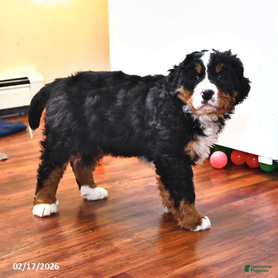 Bernese Mountain Dog dogs Creed - Ad 2