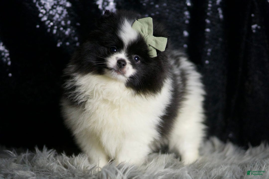 Pomeranian dogs for sale: Panda - Ad 4
