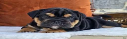 English Bulldog dogs for sale: Vader - Ad 4
