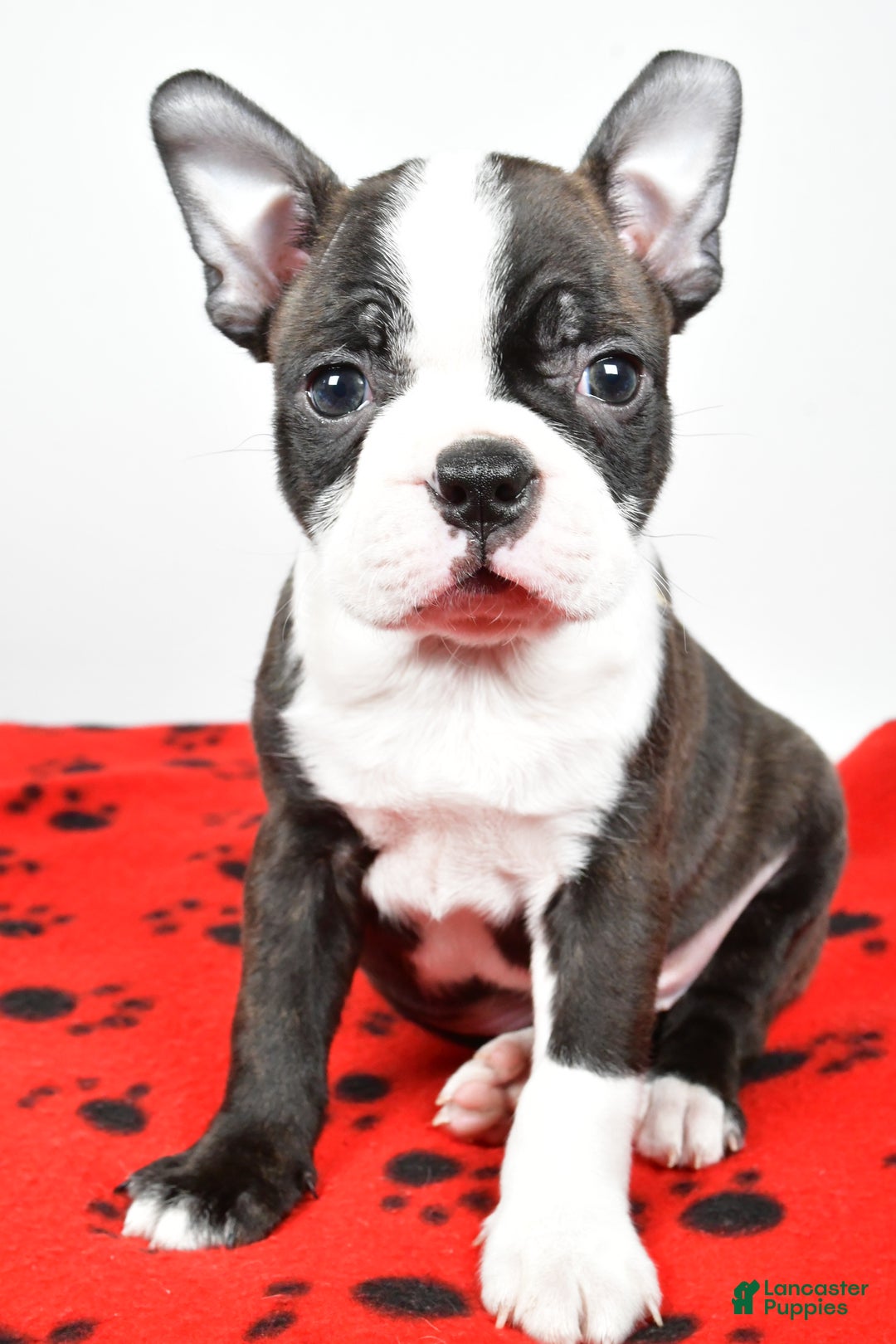 Boston Terrier dogs for sale: Rocky  - Ad 6