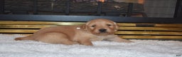Golden Retriever dogs for sale: Ginger - Ad 4