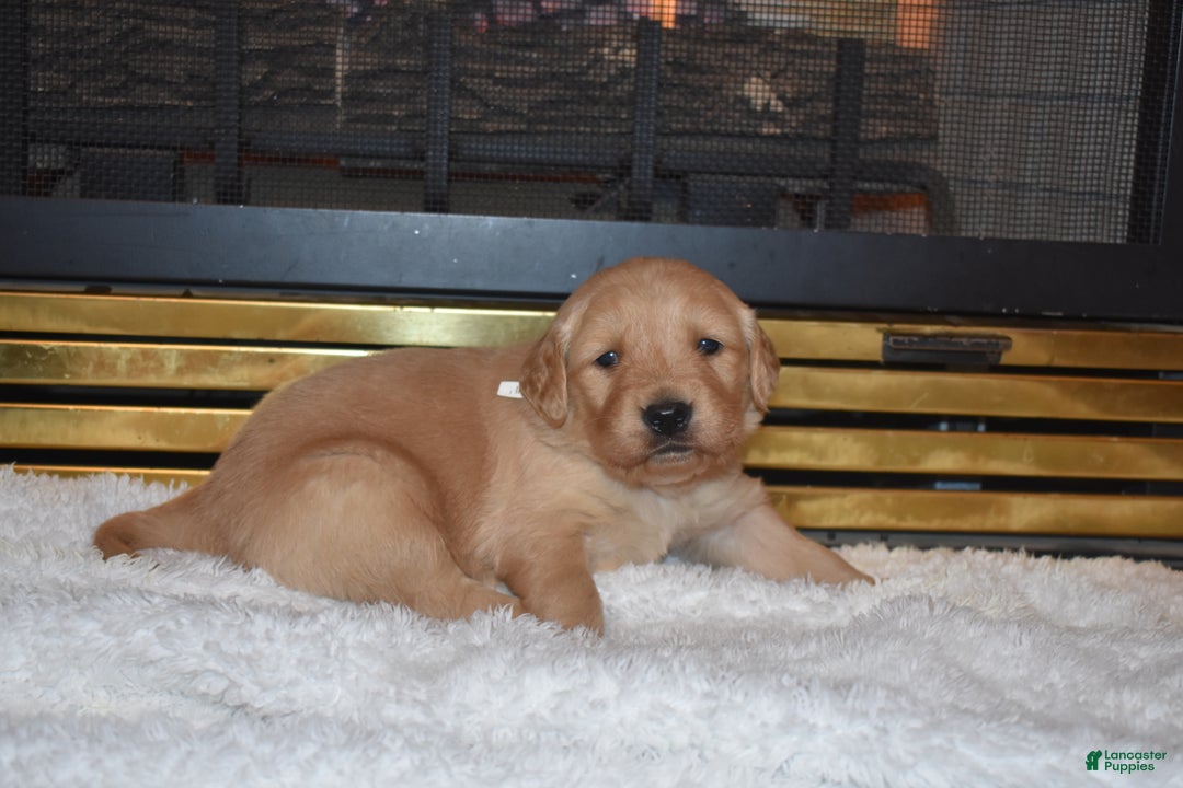 Golden Retriever dogs for sale: Ginger - Ad 4