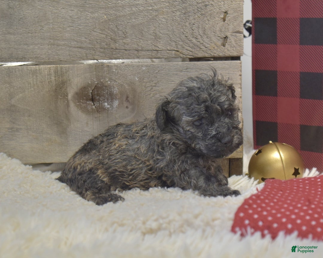 Toy Poodle dogs for sale: kent - Ad 7