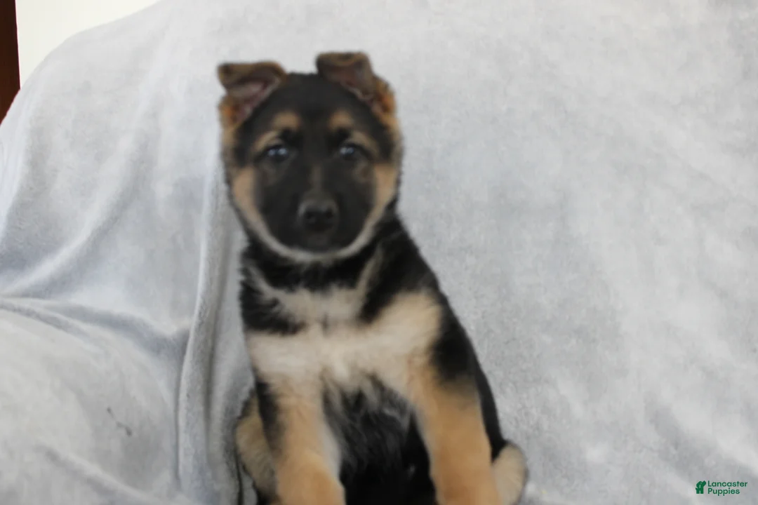 German Shepherd dogs for sale: Coco - Ad 2
