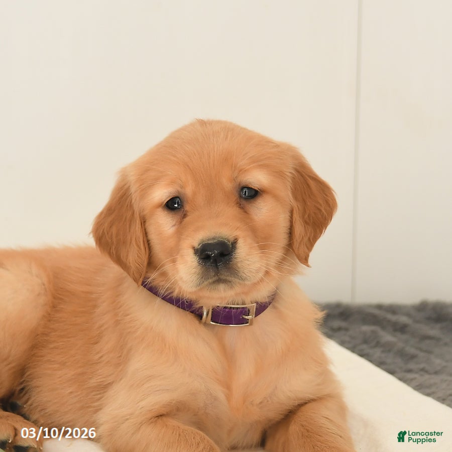 Golden Retriever dogs Mango - Ad 2