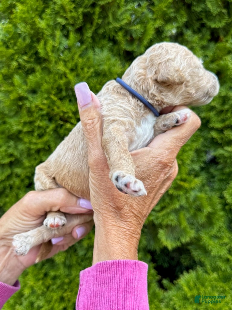 Goldendoodle dogs Navy Blue - Ad 2