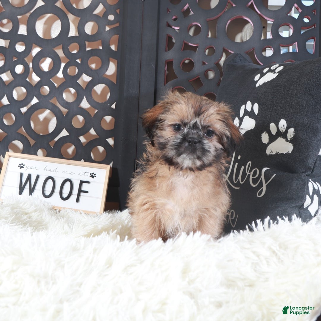 Shih Tzu dogs for sale: Duchess Regal Shih-tzu - Ad 3